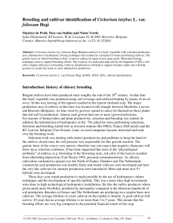 Breeding and cultivar identification of Cichorium intybus