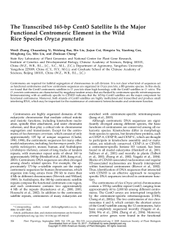 The Transcribed 165-bp CentO Satellite Is the
