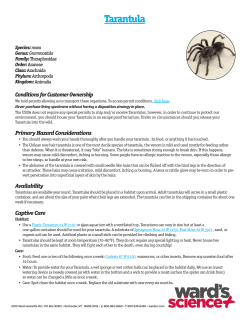 Tarantula - Sargent Welch