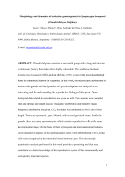 (Chondrichthyes, Rajidae).