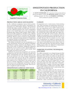 Sweetpotato Production in California