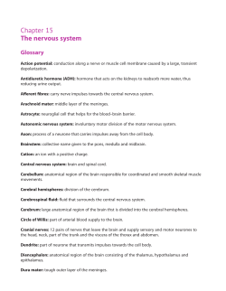 Chapter 15 The nervous system
