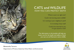 Cats and Wildlife: How You Can Protect
