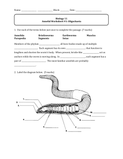 Annelid WKS #1 - Sardis Secondary
