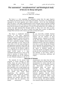 The anatomical &ndash; morphometrical and histological study of larynx in