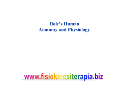 Fibrous Joints - Fisiokinesiterapia