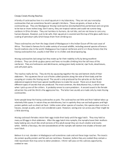 Creepy Crawly Hissing Roaches A family of cockroaches lives in a