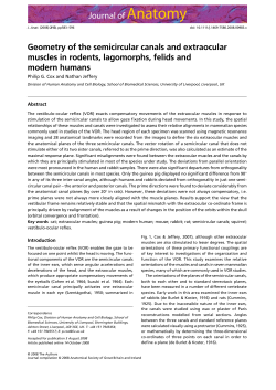 Geometry of the semicircular canals and extraocular muscles in