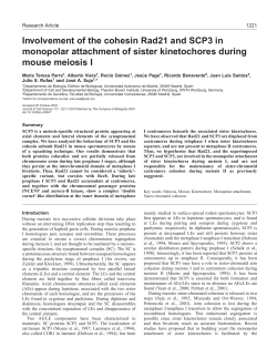 Involvement of the cohesin Rad21 and SCP3 in monopolar