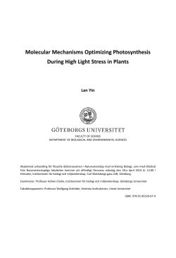 Molecular Mechanisms Optimizing Photosynthesis During