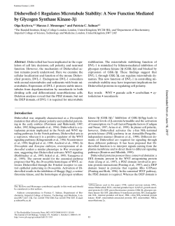 Dishevelled-1 Regulates Microtubule Stability