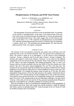 Phosphorylation of Polyoma and SV40 Virus Proteins