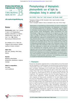 photosynthetic use of light by chloroplasts living in animal cells