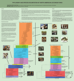 Leccinum - MushroomExpert.Com