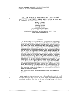 killer whale predation on sperm whales