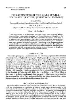 FINE STRUCTURE OF THE GILLS OF JAERA NORDMANNI