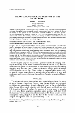 USE OF TONGUE-FLICKING BEHAVIOR BY THE SNOWY EGRET