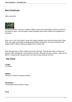 Boa Constrictor - The Belize Zoo