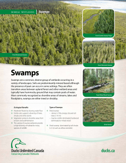 Swamps - Wetlands Alberta