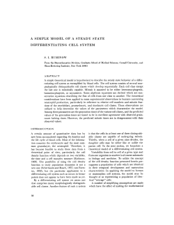 a simple model of a steady state differentiating cell