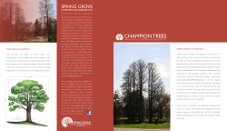 State Champion trees - Spring Grove Cemetery