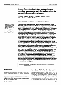 A gene from Renibacterium salmoninarum