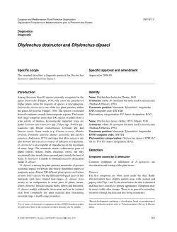 Ditylenchus destructor and Ditylenchus dipsaci