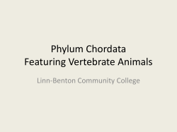 Phylum Chordata Featuring Vertebrate Animals - Linn