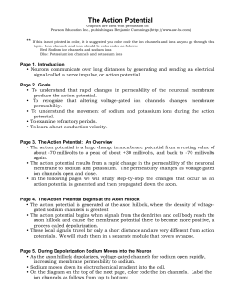 The Action Potential - ADAM Interactive Anatomy