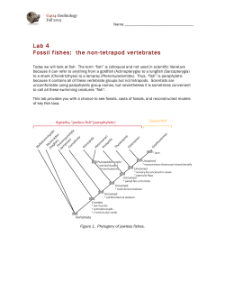 Lab 4 Fossil fishes: the non
