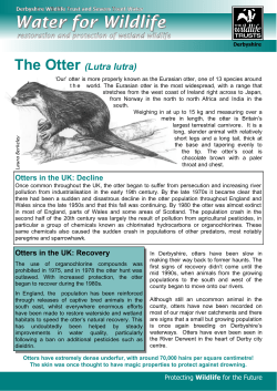 Otter factsheet - Derbyshire Wildlife Trust