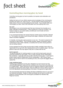 Controlling blue morning glory by hand