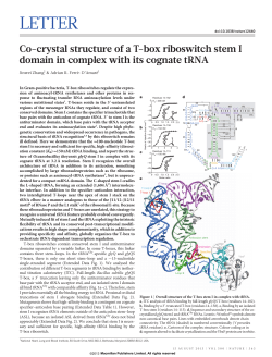 Co-crystal structure of a T-box riboswitch stem I domain in complex