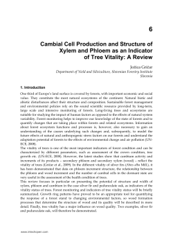 Cambial Cell Production and Structure of Xylem and Phloem as an