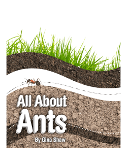 About Ants - mClass Home