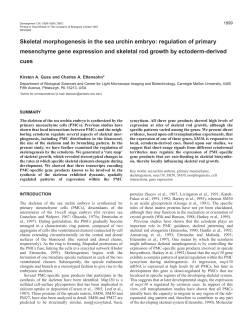 Skeletal morphogenesis in the sea urchin embryo