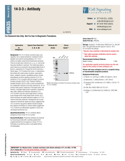 14-3-3 &epsilon; Antibody - Cell Signaling Technology