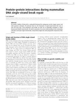 Protein&ndash;protein interactions during mammalian DNA single