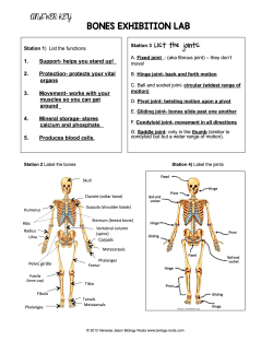 Skeletal System Key