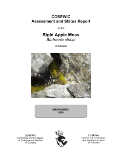 Rigid Apple Moss (Bartramia stricta)