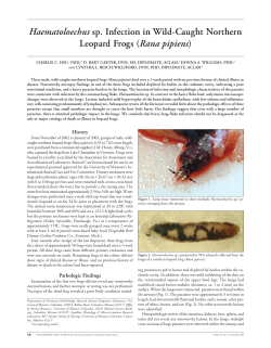 Haematoloechus sp. Infection in Wild