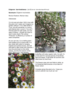 Synonym: Erigeron mucronatus Asteraceae I`m not sure just when I