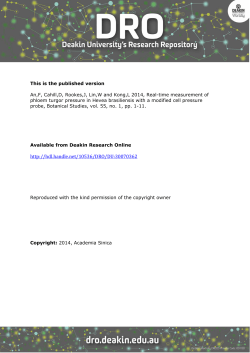 Hevea brasiliensis - DRO