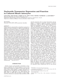 Nucleoside transporter expression and function in cultured mouse