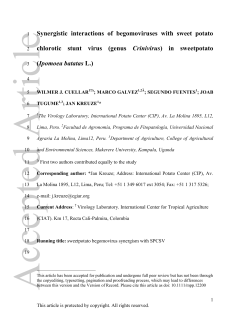 Synergistic interactions of begomoviruses with sweet potato