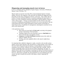 Diagnosing and managing muscle tears in horses