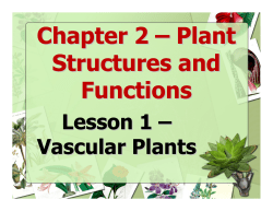Chapter 2 &ndash; Plant Structures and Functions
