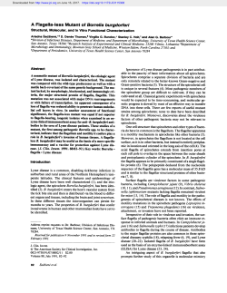 A Flagella-less Mutant of Borrelia burgdorferi