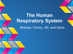 The Human Respiratory System