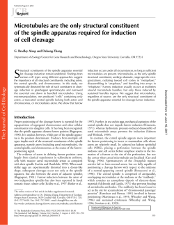 Microtubules are the only structural constituent of the spindle